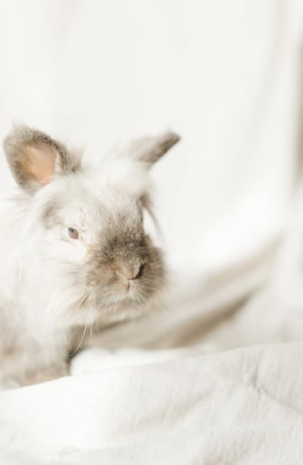 Gallery photo 1 of The Bunny Experience