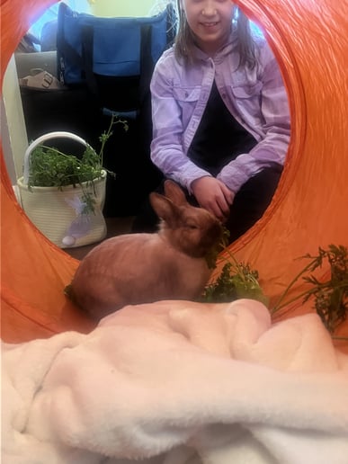 Gallery photo 7 of The Bunny Experience