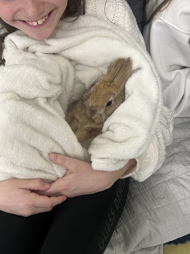 Gallery photo 4 of The Bunny Experience