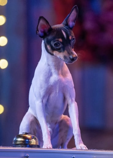 Gallery photo 2 of The Canine Comedians