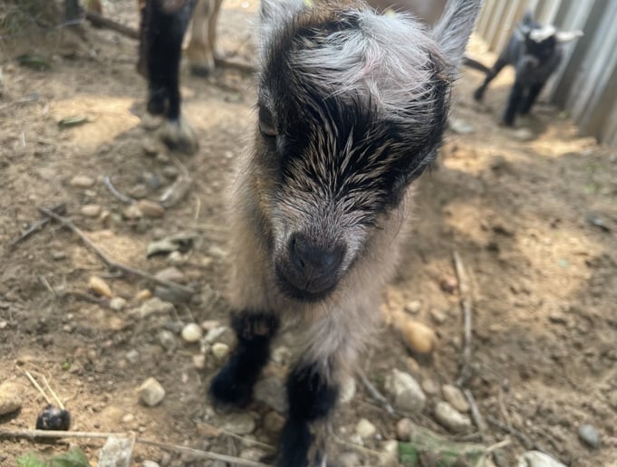 Gallery photo 1 of Gigi’s Misfit Farm
