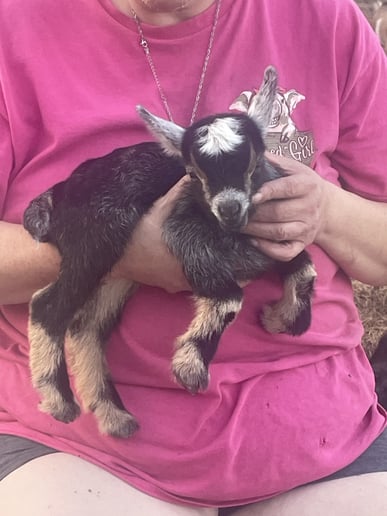 Gallery photo 5 of Gigi’s Misfit Farm