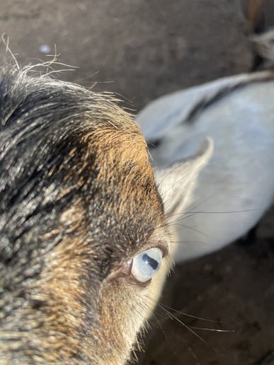 Gallery photo 10 of Gigi’s Misfit Farm