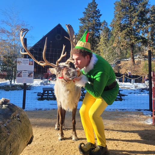 Gallery photo 6 of The Elf - Will Ferrell