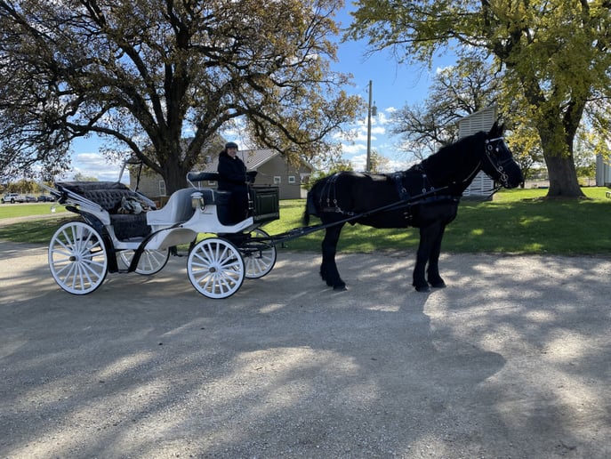 Gallery photo 2 of The Enchanted Carriage