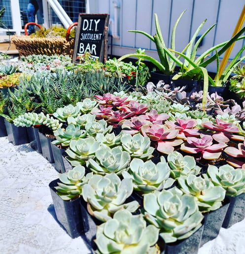 Gallery photo 4 of The Leelanau plant company