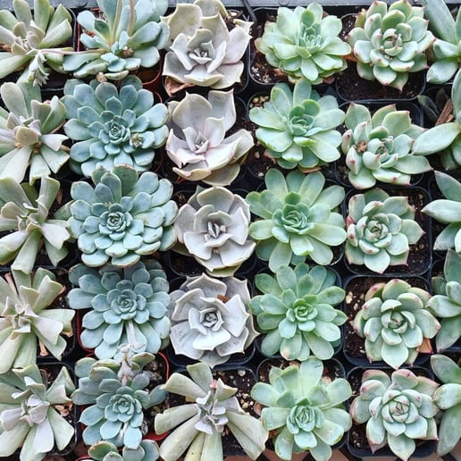 Gallery photo 5 of The Leelanau plant company
