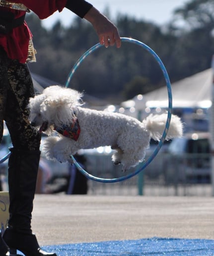 Gallery photo 3 of The Magical Poodles