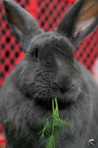 Gallery photo 9 of The Natural Naturalist