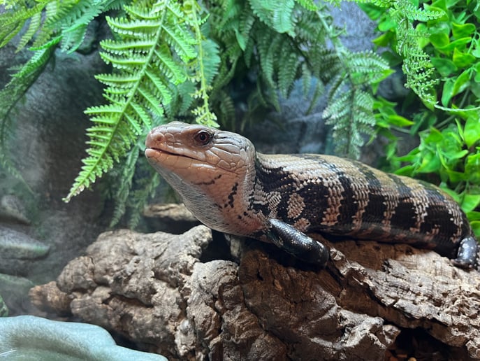 Gallery photo 10 of The Natural Naturalist