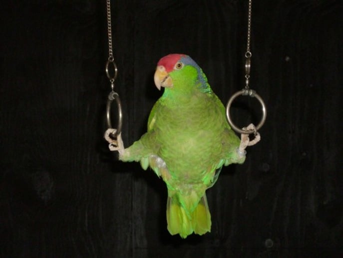 Gallery photo 2 of The Paradise Parrot Show