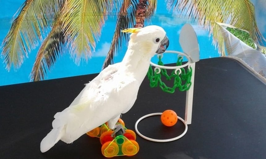 Gallery photo 5 of The Paradise Parrot Show