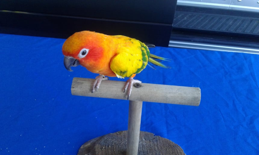 Gallery photo 8 of The Paradise Parrot Show