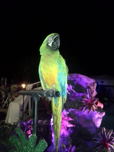 Gallery photo 9 of The Paradise Parrot Show