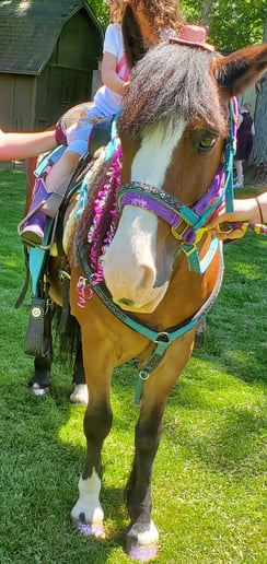 Gallery photo 10 of The Pony Party Express