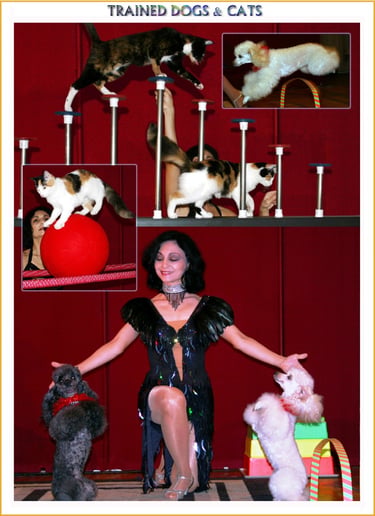 Gallery photo 8 of The Seyranyan Family Show, LLC