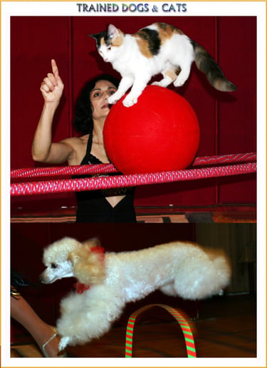 Gallery photo 9 of The Seyranyan Family Show, LLC