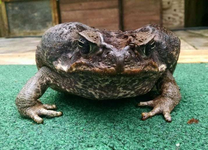 Gallery photo 4 of Mike & Spike Alligator and Reptile Adventure