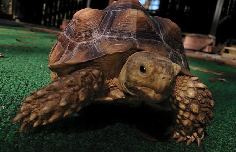 Gallery photo 5 of Mike & Spike Alligator and Reptile Adventure