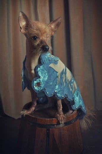 Gallery photo 9 of The Wonder Show