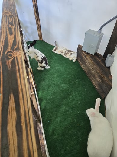 Gallery photo 4 of Tiny Tails Mobile Petting Zoo