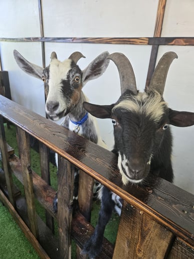 Gallery photo 5 of Tiny Tails Mobile Petting Zoo