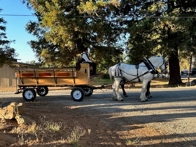 Gallery photo 14 of Top Hand Ranch carriage service