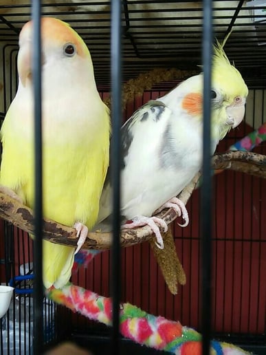 Gallery photo 4 of Tori's Critters LLC