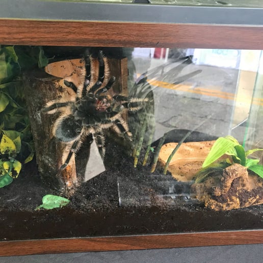 Gallery photo 8 of Tori's Critters LLC