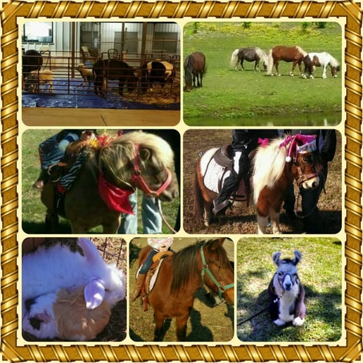Gallery photo 1 of Totally Teeny Traveling Farm