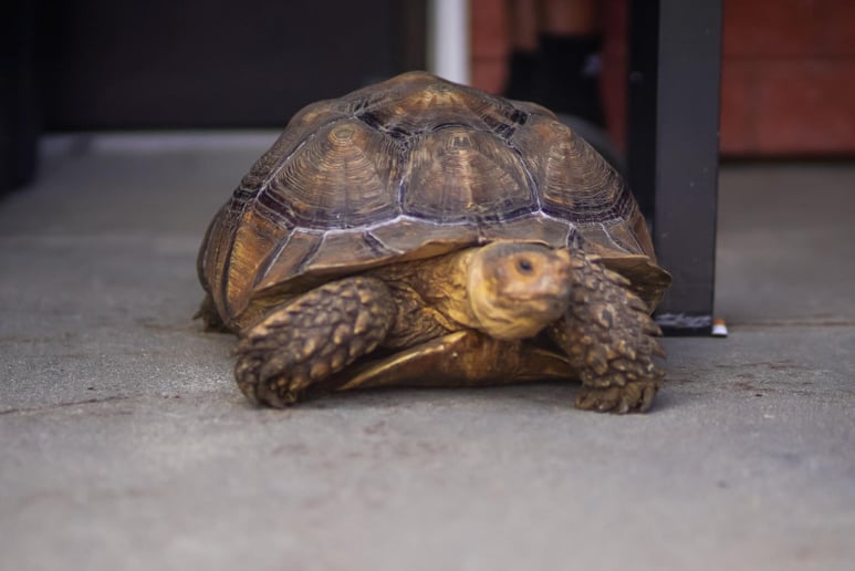 Gallery photo 2 of Traveling Reptile Show Exotic Summit