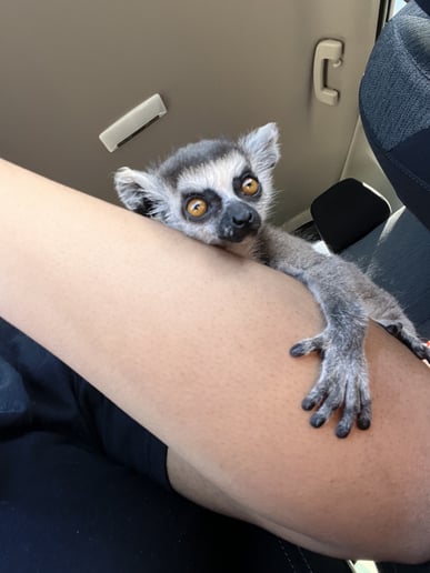 Gallery photo 4 of Traveling Reptile Show Exotic Summit