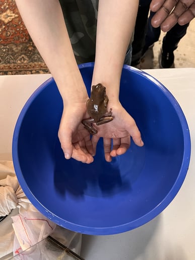 Gallery photo 5 of Traveling Reptile Show Exotic Summit