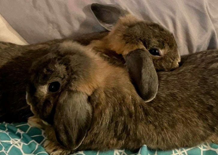 Gallery photo 9 of Bunny Biz FL