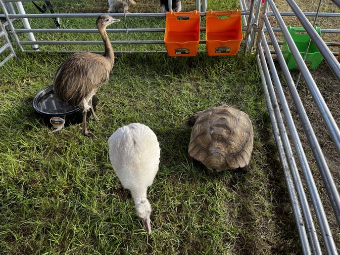 Gallery photo 1 of TurnAround Livestock and Exotics