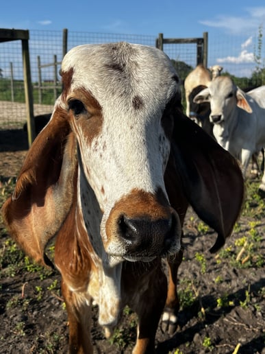 Gallery photo 2 of TurnAround Livestock and Exotics
