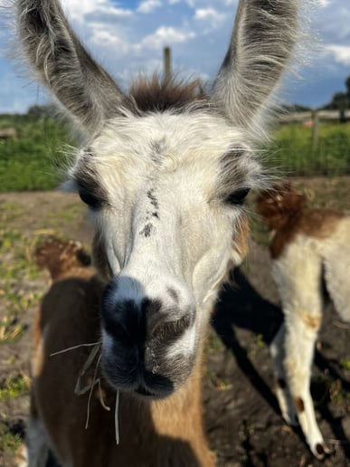 Gallery photo 4 of TurnAround Livestock and Exotics