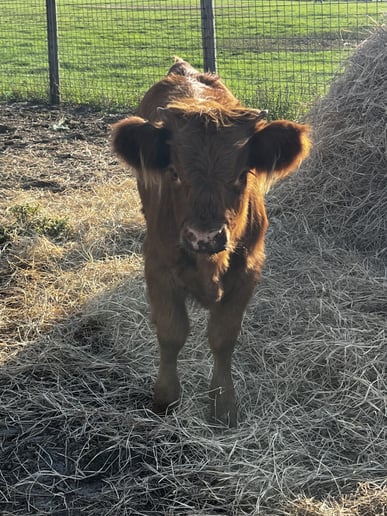 Gallery photo 5 of TurnAround Livestock and Exotics
