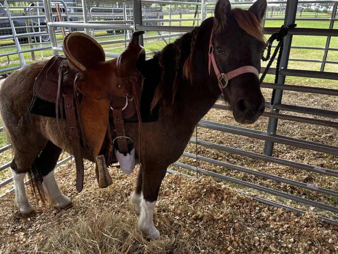 Gallery photo 8 of TurnAround Livestock and Exotics