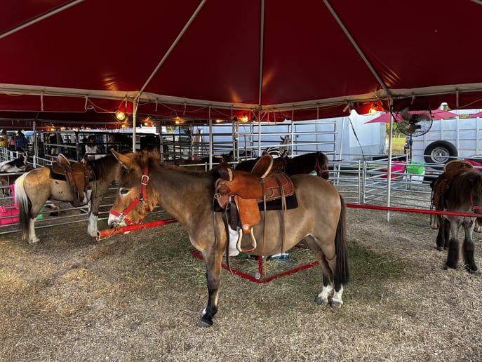 Gallery photo 10 of TurnAround Livestock and Exotics