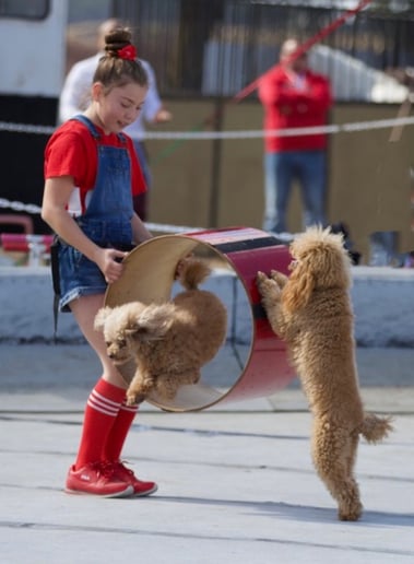 Gallery photo 4 of Veranica and Her Incredible Friends🐩