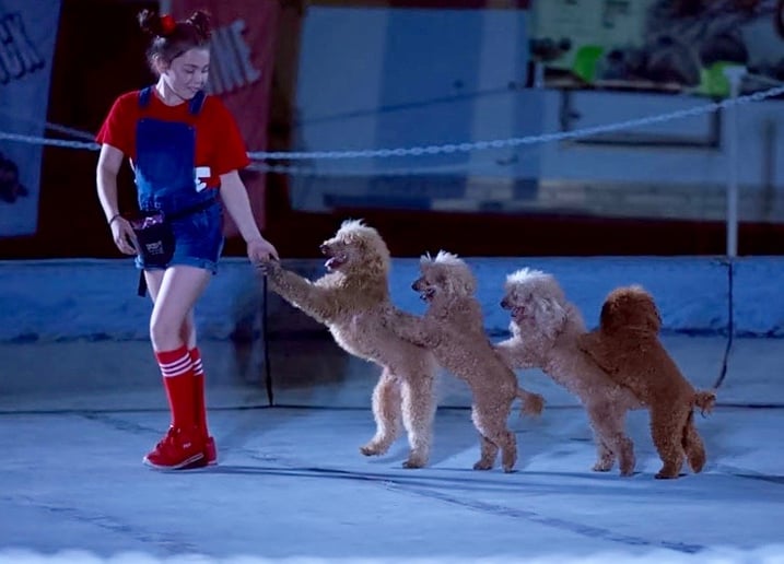 Gallery photo 5 of Veranica and Her Incredible Friends🐩