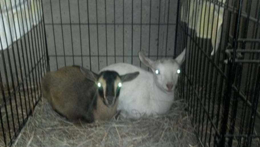 Gallery photo 3 of Warm and Fuzzy Animal Adventures
