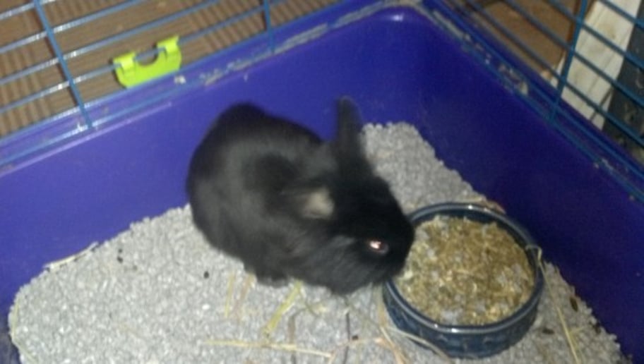 Gallery photo 6 of Warm and Fuzzy Animal Adventures