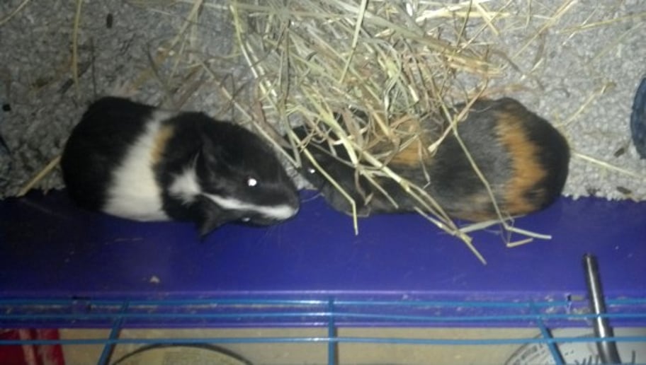 Gallery photo 7 of Warm and Fuzzy Animal Adventures