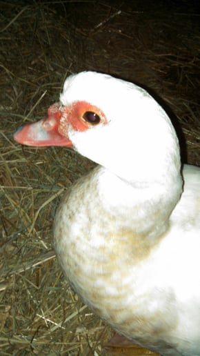 Gallery photo 8 of Warm and Fuzzy Animal Adventures