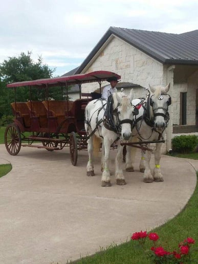 Gallery photo 2 of Wedding Carriage and Funeral Hearse