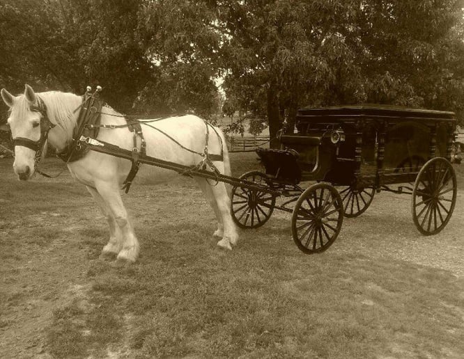 Gallery photo 3 of Wedding Carriage and Funeral Hearse