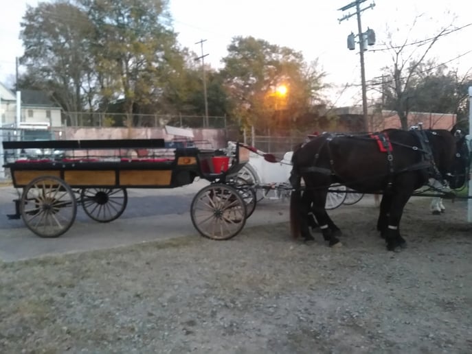 Gallery photo 5 of Wedding Carriage and Funeral Hearse