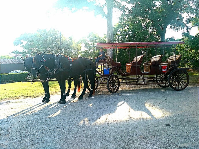 Gallery photo 6 of Wedding Carriage and Funeral Hearse